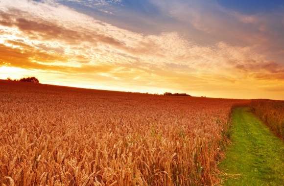 Wheat Field Path wallpapers hd quality