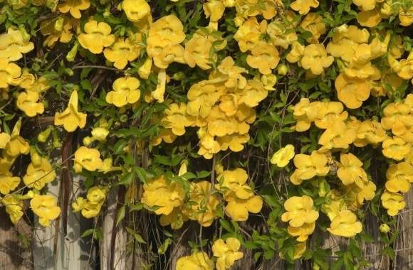 Yellow Flowers On The Fence wallpapers hd quality