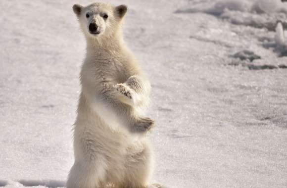 A Young Polar Bear