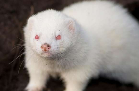 Albino Ferret