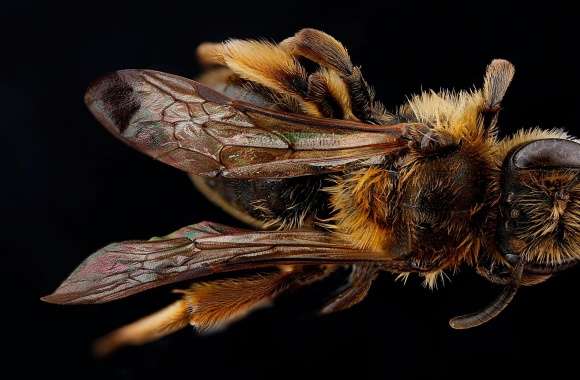 Andrena, The Mining Bee