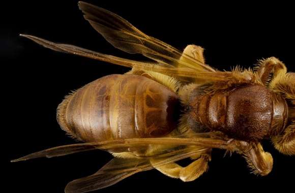 Andrena Bee Macro, Oman
