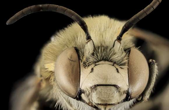 Anthophora Montana Bee Macro