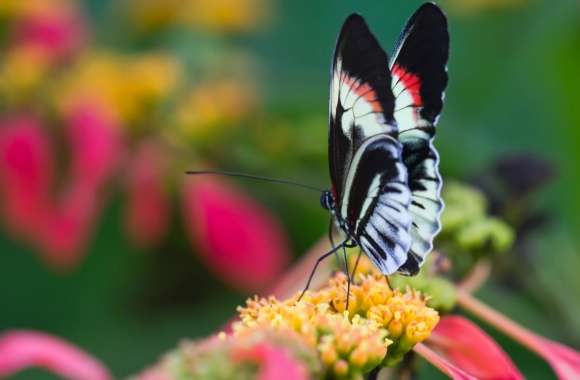 Beautiful Butterfly On Flower  Macro