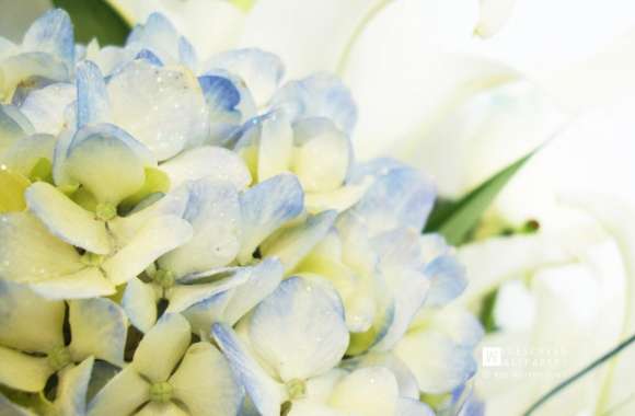 Blue Hydrangea and Lilies