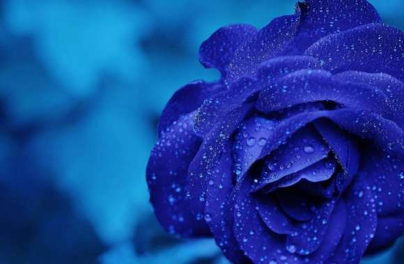 Blue Rose Macro