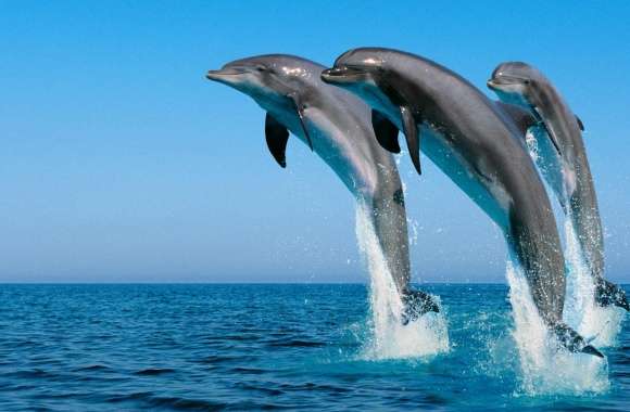 Bottlenose Dolphins Tursiops Truncatus