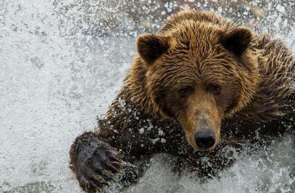 Brown Bear In The River