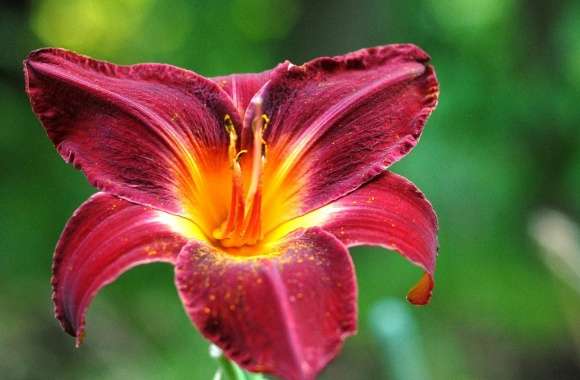 Burgundy Lily Flower
