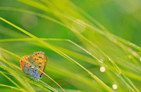 Butterfly And Green Grass