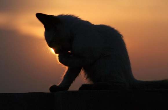Cat In The Sunset