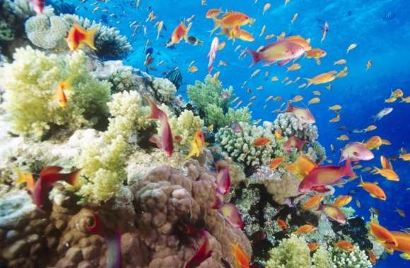 Coral Reef Southern Red Sea Near Safaga Egypt