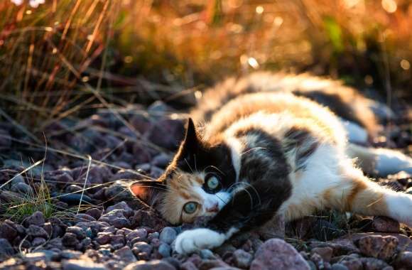 Cute Calico Kitten