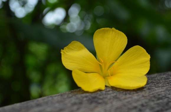 Flower on the Timber