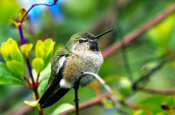 Fluffy Hummingbird