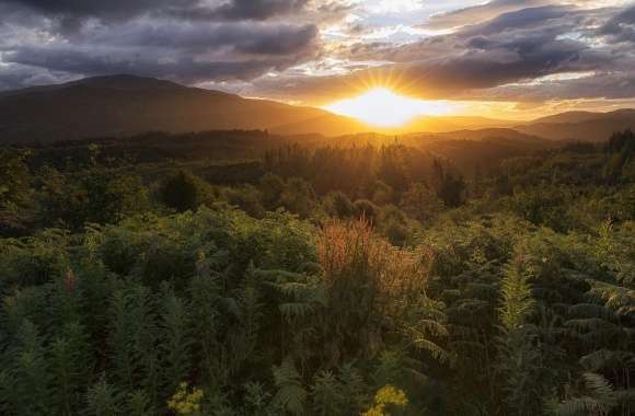 Forest, Scotland