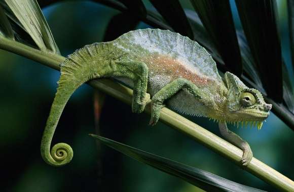 Four Horned Chameleon wallpapers hd quality