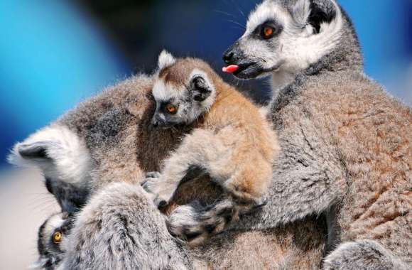 Funny Lemurs