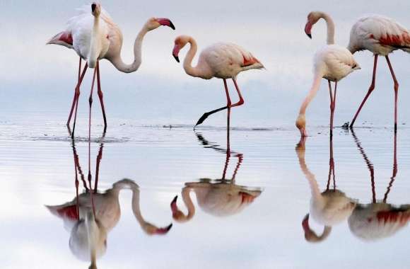 Greater Flamingos Fuente De Piedra Lagoon Spain