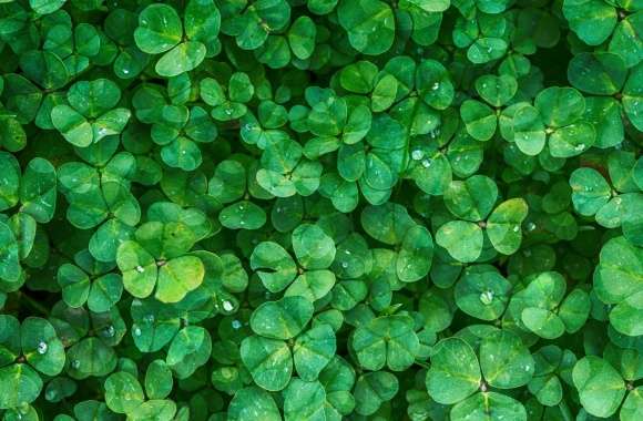Happy St Patricks Day 2016 wallpapers hd quality