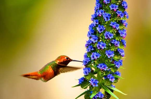 Hummingbird Flying Slow Motion