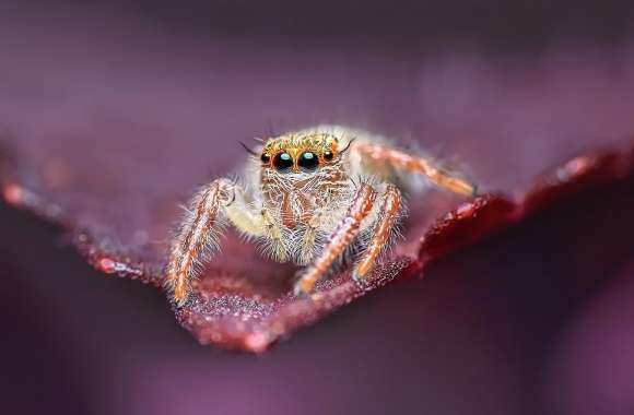 Jumping Spider on a Leaf, Macro
