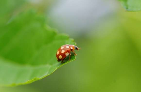 Ladybug With White Spots