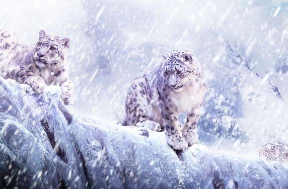 Leopards In The Snow