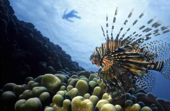 Lionfish Pacific Ocean wallpapers hd quality