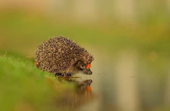 Little Hedgehog At The Water