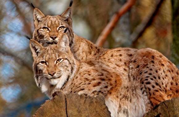 Lynx Animals
