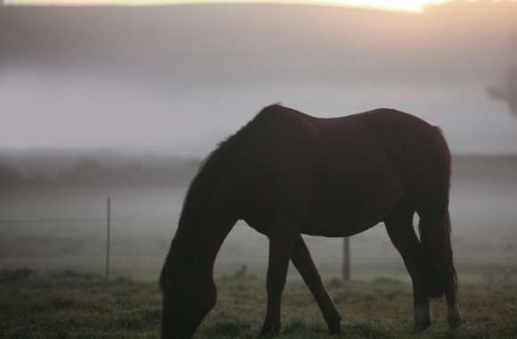 Morning Mist Horse