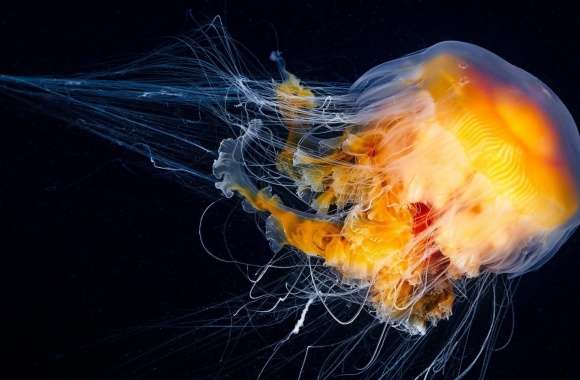 Ocean Jellyfish wallpapers hd quality