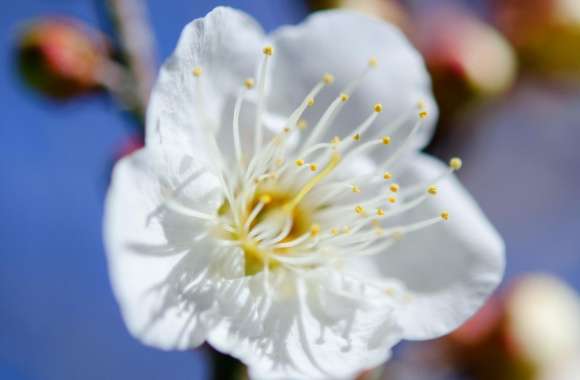 Plum Blossoms Macro