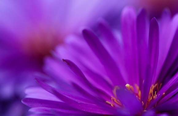 Purple Flower Petals