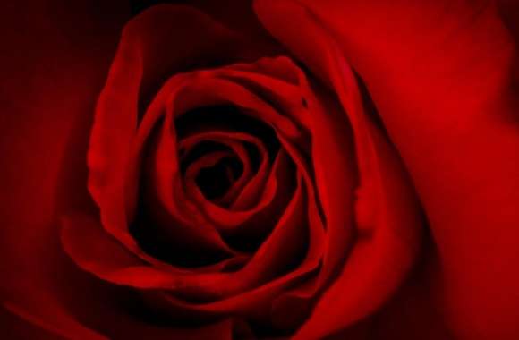 Red Rose Valentines Day