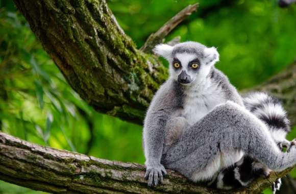 Ring Tailed Lemur in Tree