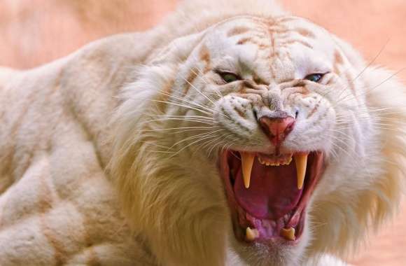 Roaring White Tiger