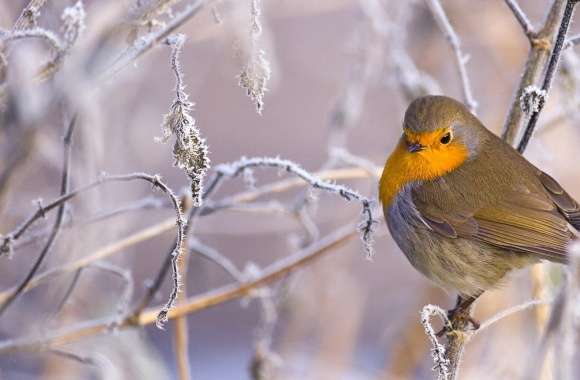 Robin Bird, Winter