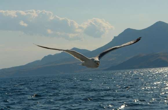 Seagull Above Lake