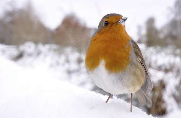 Small Bird In Snow