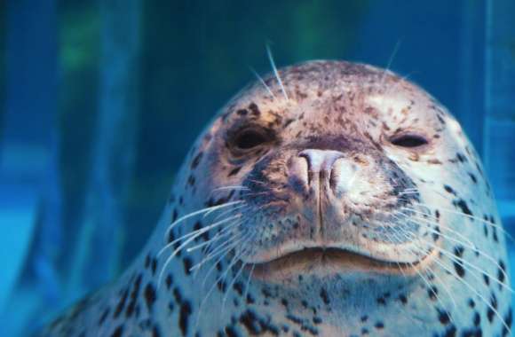 Spotted Seal Winking wallpapers hd quality