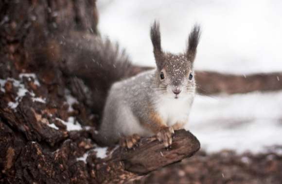 Squirrel Winter wallpapers hd quality