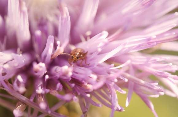 Thistle Flower Bug