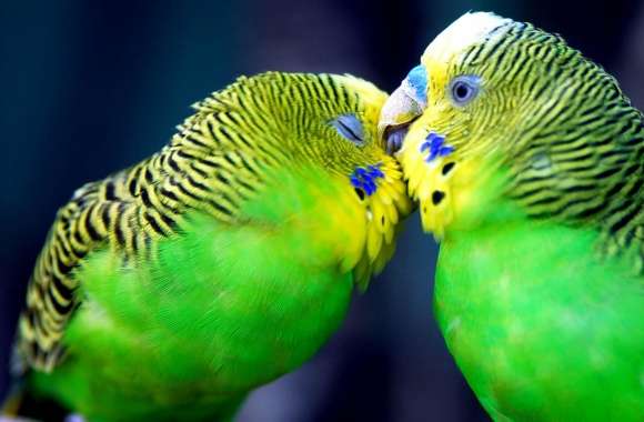 Two Parrots wallpapers hd quality
