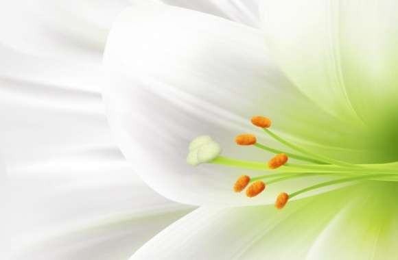 White Lily, Easter Flower wallpapers hd quality