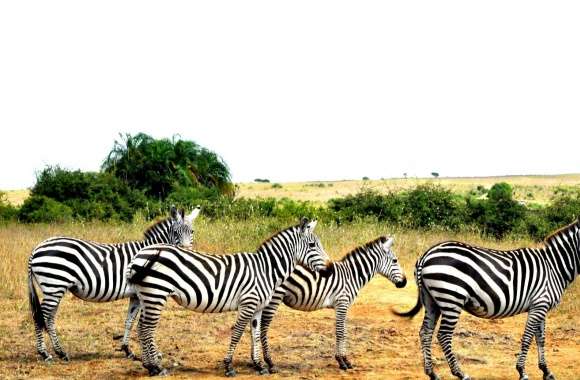 Zebras Lined Up