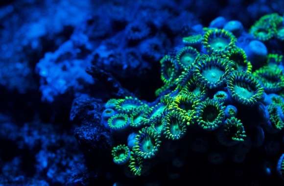Zoanthids Coral