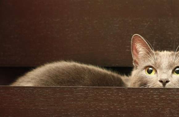 Cat In A Drawer