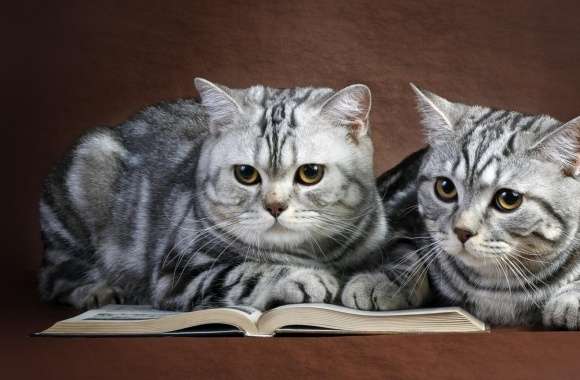 Cats On Book